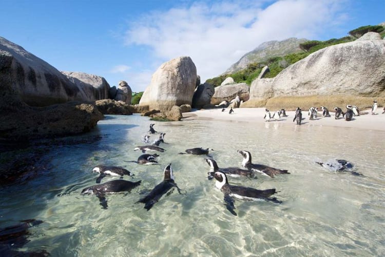 Boulders Beach Penguins